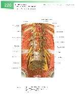 Sobotta  Atlas of Human Anatomy  Trunk, Viscera,Lower Limb Volume2 2006, page 227